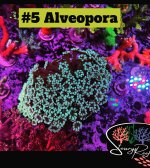 05 - Alveopora.jpg