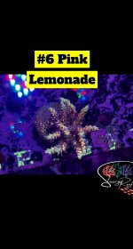 06 - Pink Lemonade.JPG