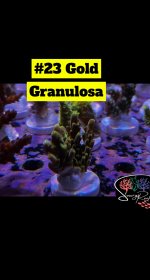 23 - Gold Granulosa.JPG