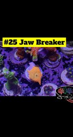 25 - Jaw Breaker.JPG
