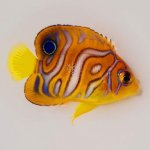 Bali-Aquarich-special-pattern-Regal-Angelfish.jpg