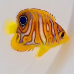 Bali-Aquarich-special-pattern2-Regal-Angelfish.jpg