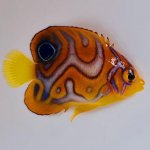 Bali-Aquarich-special-pattern3-Regal-Angelfish.jpg