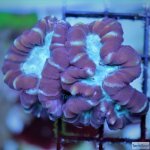 IMG_7411-Pinwheel-Candy-Cane-Coral.jpg