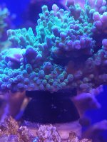 SPS1 coral mount plug.jpg