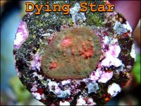 Dying Star.jpg