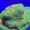 Bosco corals